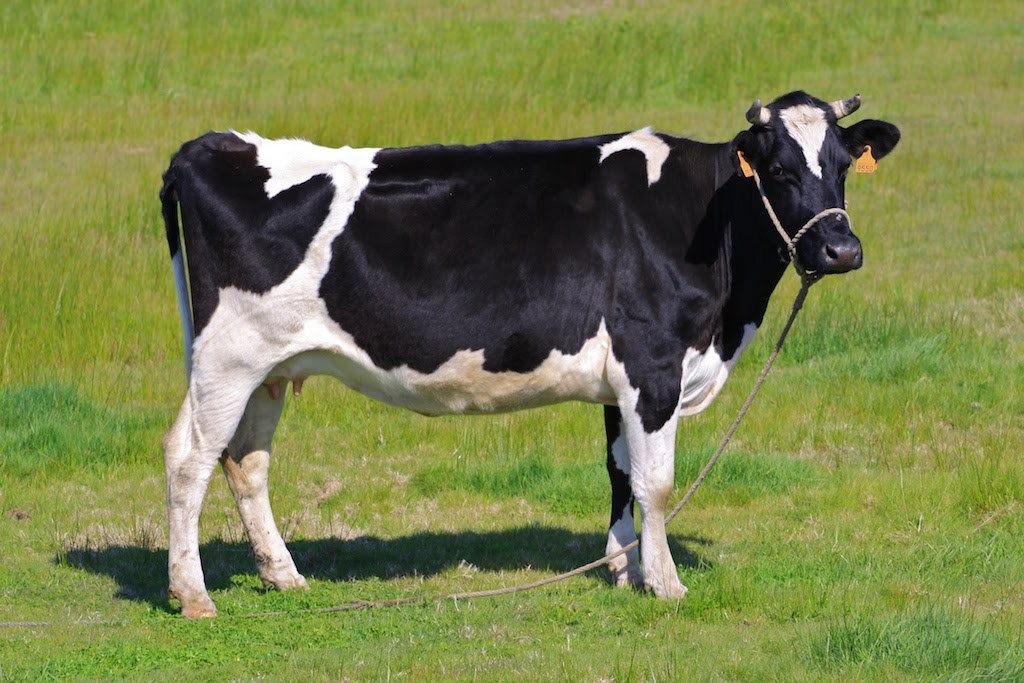 vaca