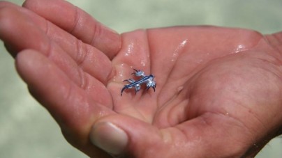 Glaucus atlanticus