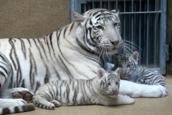 tigre-blanco1--version final