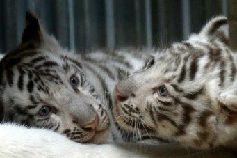 tigre-blanco2--version final