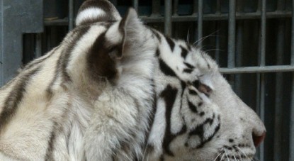 tigre-blanco3--version final
