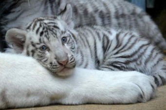tigre-blanco4--version final