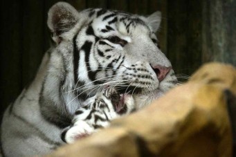 tigre-blanco5--version final