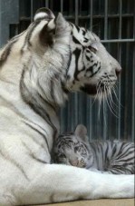 tigre-blanco8--version final