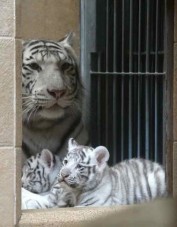 tigre-blanco9--version final