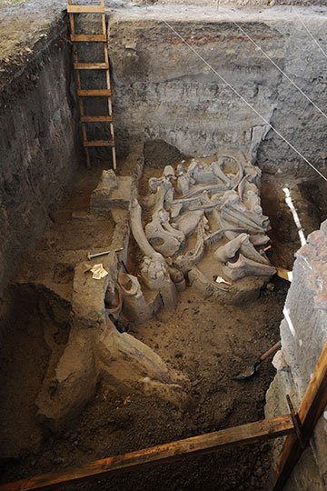 Según el INAH el mamut pudo haber sido parcialmente destazado por un grupo humano.