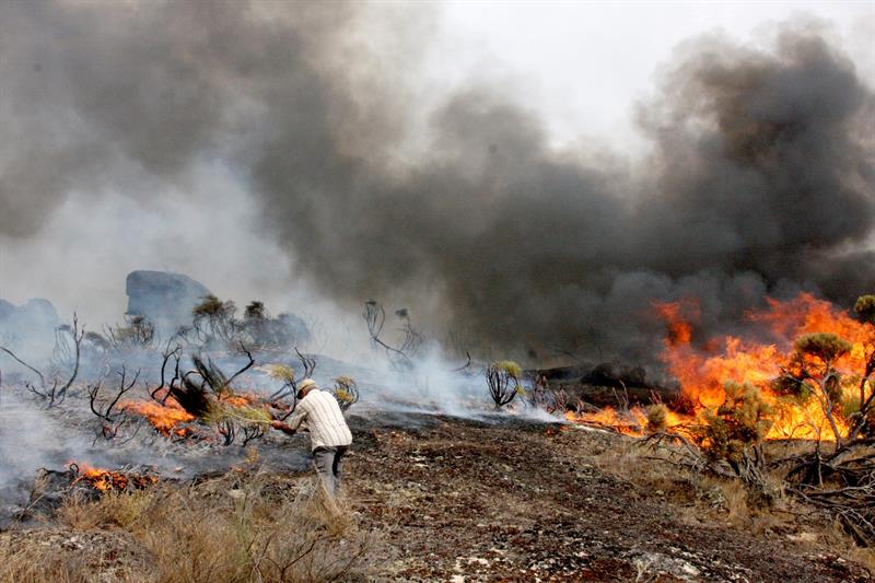 Aumenta a 36 el número de muertos en los incendios de Portugal - Diario ...
